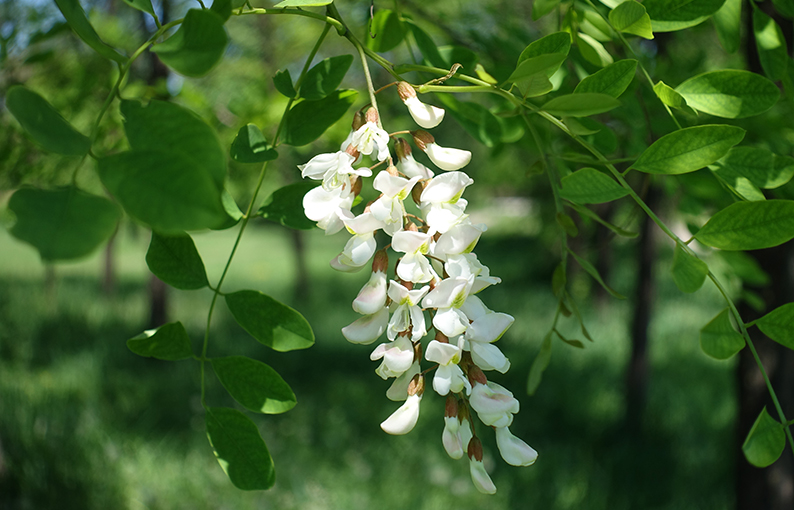 Acacia