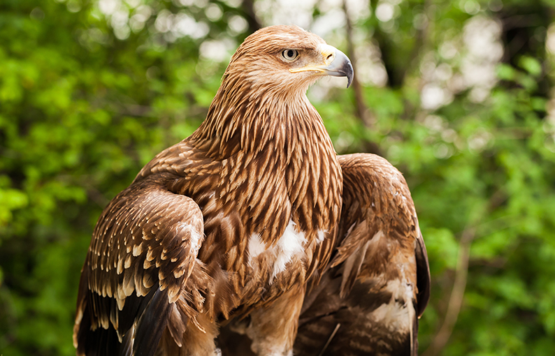 Aquila Aquila