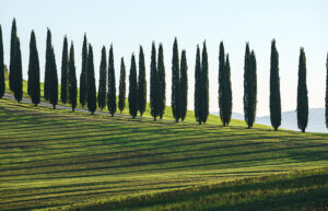 Cipresso