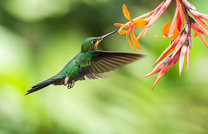 Colibrì pic