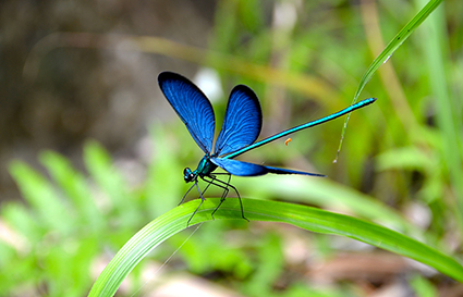 Libellula pic