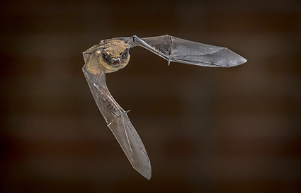 Pipistrello pic