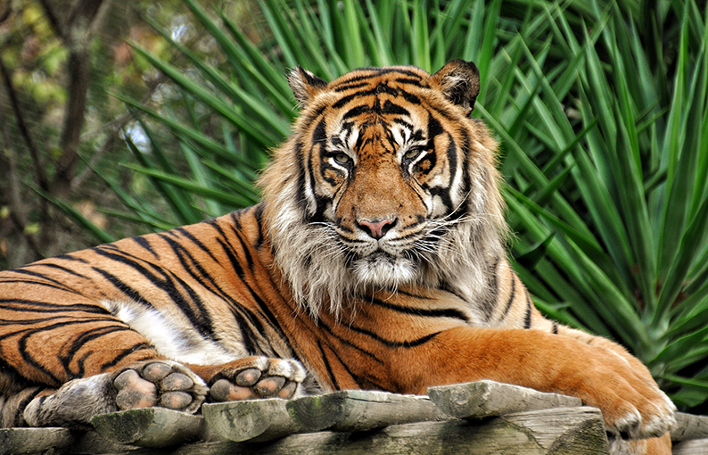 Tigre