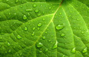 verde proprietà e significato