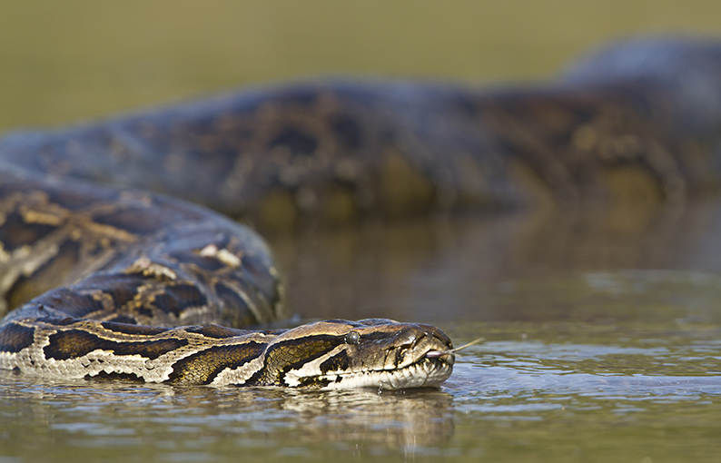 Significato e simbologia dell'Anaconda Significato e simbologia dell'Anaconda