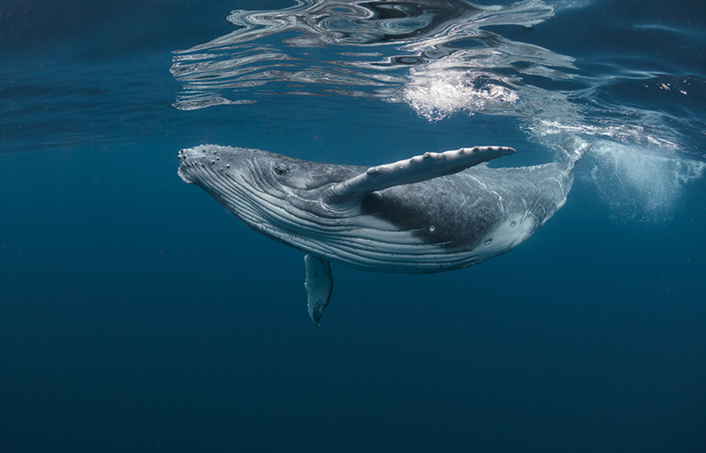significato e simbologia della Balena