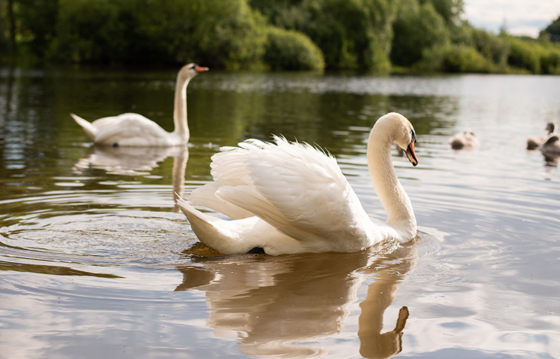 Significato e simbologia del Cigno