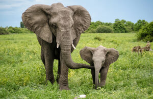 Significato e simbologia dell'Elefante