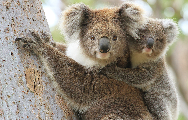 Significato e simbologia del Koala