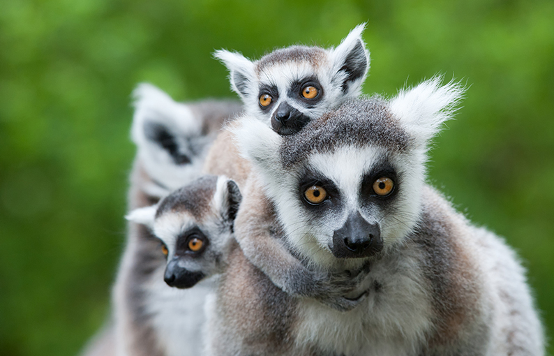 Significato e simbologia del Lemure