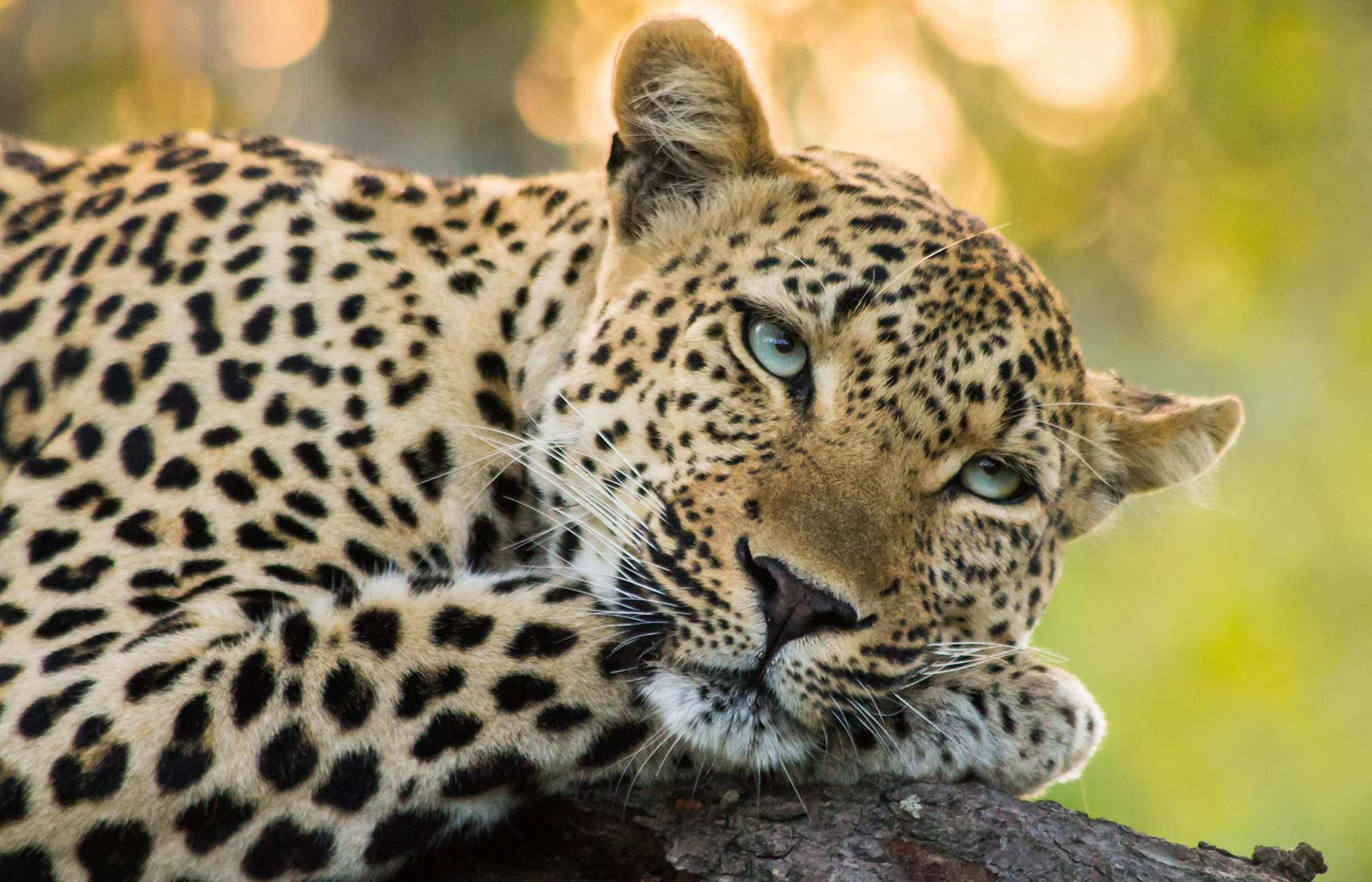 Significato e simbologia del Leopardo Significato e simbologia del Leopardo