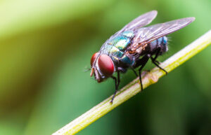 Significato e simbologia della Mosca