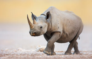 Significato e simbologia del Rinoceronte