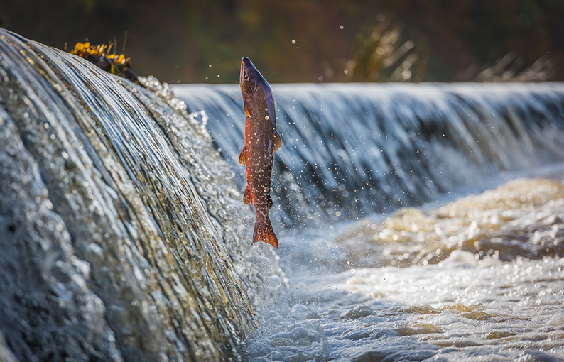Significato e simbologia del Salmone Significato e simbologia del Salmone