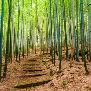 Foresta di bambù di Sagano 1