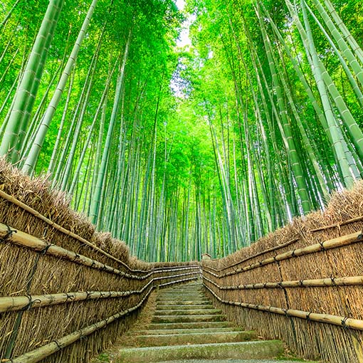 Foresta di bambù di Sagano 2